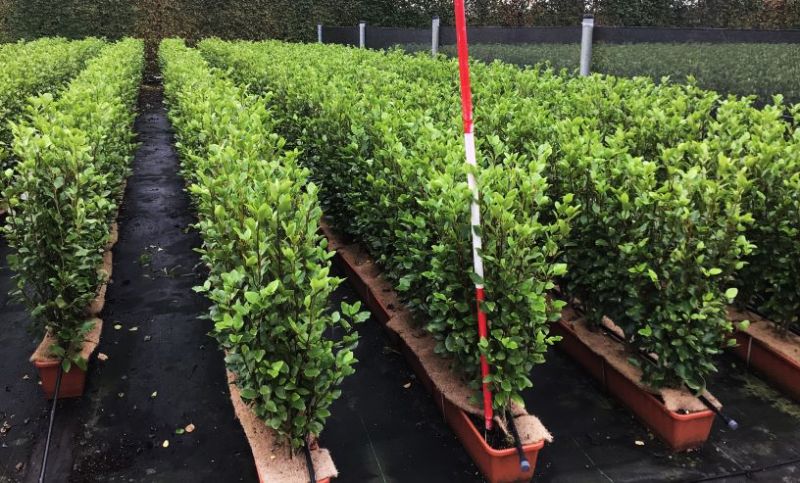 Instant Hedge Griselinia littoralis in trough (100cm long x 70 - 90 cm high x 20 cm deep)